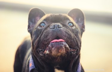 Why Do Dogs Have Short Lifespans? Unveiling the Truth