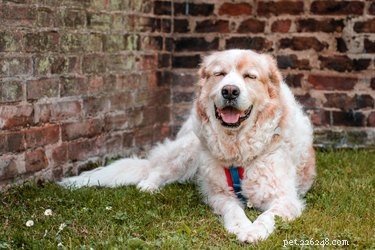 Understanding Why Dogs Often Keep Their Mouths Open: Common Causes Explained