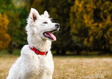 Understanding Why Dogs Often Keep Their Mouths Open: Common Causes Explained