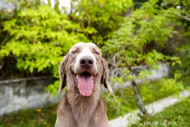 Understanding Why Dogs Often Keep Their Mouths Open: Common Causes Explained