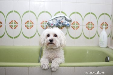 Recognizing Blastomycosis in Dogs: Key Signs, Symptoms, and Early Detection