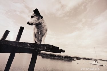 Recognizing Blastomycosis in Dogs: Key Signs, Symptoms, and Early Detection