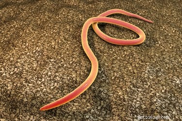 Strongyloides in Dogs: Symptoms, Diagnosis, and Effective Treatment Options