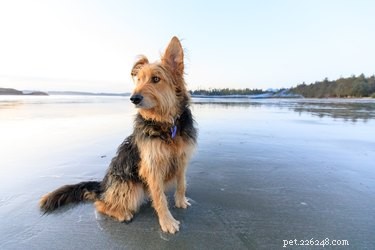 Q Fever in Dogs: Symptoms, Signs & Effective Treatment Guide