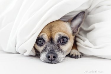 Cryptococcus Infection in Dogs: Symptoms, Causes, Diagnosis, and Effective Treatment