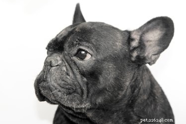 Cryptococcus Infection in Dogs: Symptoms, Causes, Diagnosis, and Effective Treatment