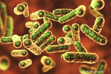 Bartonella in Dogs: Symptoms, Causes, and Effective Treatment Options