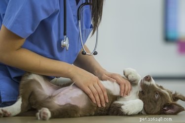 Bartonella in Dogs: Symptoms, Causes, and Effective Treatment Options