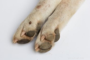 Canine Babesia Infection: Signs, Causes, Diagnosis & Effective Treatment Guide