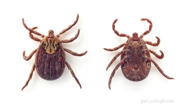 Canine Babesia Infection: Signs, Causes, Diagnosis & Effective Treatment Guide