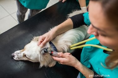 Actinomycosis in Dogs: Recognizing Symptoms & Effective Treatment Strategies