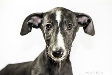 Actinomycosis in Dogs: Recognizing Symptoms & Effective Treatment Strategies