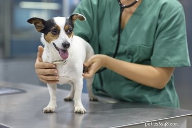 Tularemia in Dogs: Key Signs, Symptoms, and Early Detection