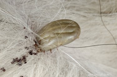 Tularemia in Dogs: Key Signs, Symptoms, and Early Detection