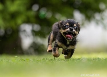 Do Dogs Actually Have ADHD? Insights From Recent Veterinary Research