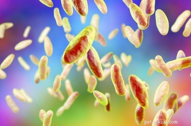 Recognizing Brucellosis in Dogs: Key Signs, Symptoms, and Risks
