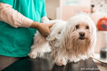 Understanding Chagas Disease in Dogs: Symptoms, Risks, and Prevention