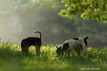Understanding Chagas Disease in Dogs: Symptoms, Risks, and Prevention