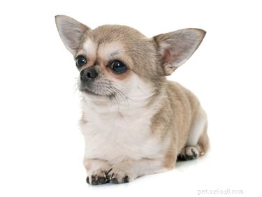 Understanding Bone Deformity and Dwarfism in Dogs: Causes, Genetics, and Care