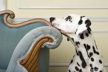 Cryptosporidium in Dogs: Recognizing Symptoms, Effective Treatments, and Prevention Strategies