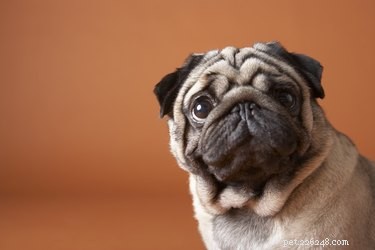 Dermatomyositis in Dogs: Symptoms, Diagnosis, and Effective Treatments