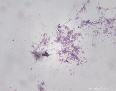Comprehensive Guide to Lyme Disease Symptoms & Treatment in Dogs