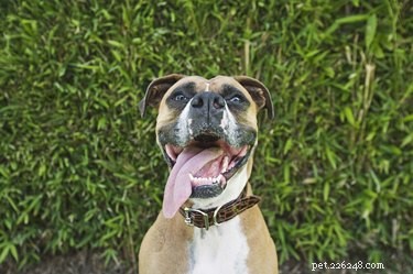 Comprehensive Guide to Lyme Disease Symptoms & Treatment in Dogs