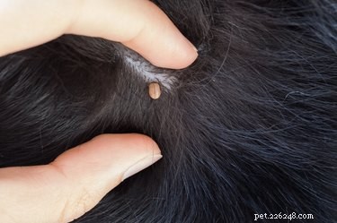 Understanding and Preventing Rickettsial Infections in Dogs