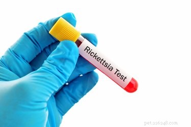 Understanding and Preventing Rickettsial Infections in Dogs