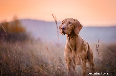 Understanding and Preventing Rickettsial Infections in Dogs