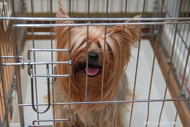 How Long Can a Dog Safely Stay Home Alone? Expert Guidelines