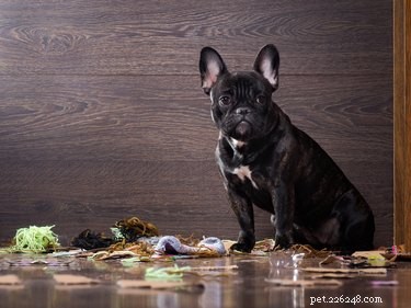 How Long Can a Dog Safely Stay Home Alone? Expert Guidelines