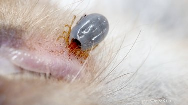 Rocky Mountain Spotted Fever in Dogs: Symptoms, Causes, and Prevention