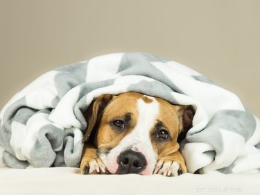 Rocky Mountain Spotted Fever in Dogs: Symptoms, Causes, and Prevention