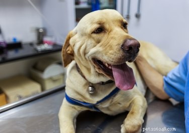 Rocky Mountain Spotted Fever in Dogs: Symptoms, Causes, and Prevention