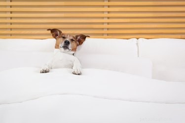 Rocky Mountain Spotted Fever in Dogs: Symptoms, Causes, and Prevention