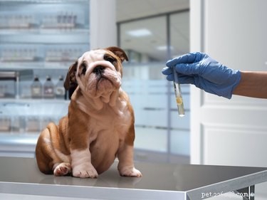 Glomerulonephritis in Dogs: Diagnosis, Management, and Prevention