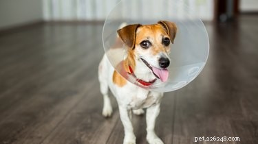 Glomerulonephritis in Dogs: Diagnosis, Management, and Prevention