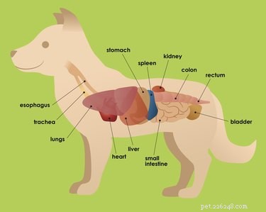 Glomerulonephritis in Dogs: Diagnosis, Management, and Prevention