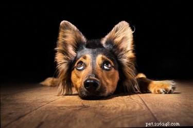What It’s Like to Be a Dog: A Day in the Life of a Loyal Companion