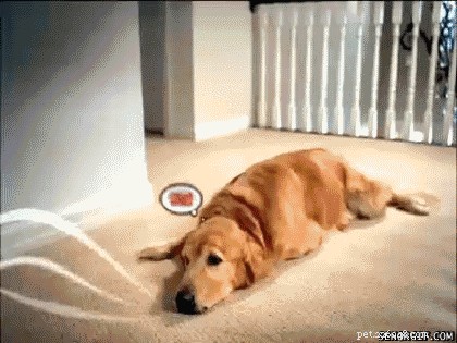 What It’s Like to Be a Dog: A Day in the Life of a Loyal Companion
