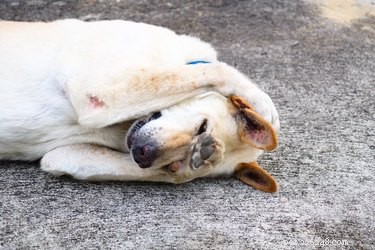 How Dogs Use Their Nose to Read Our Emotions