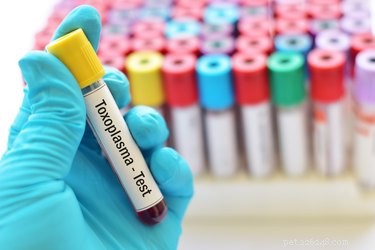 Toxoplasmosis in Dogs: Causes, Symptoms, and Prevention