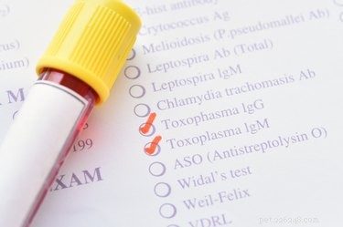 Toxoplasmosis in Dogs: Causes, Symptoms, and Prevention