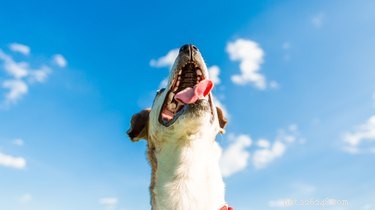 Toxoplasmosis in Dogs: Causes, Symptoms, and Prevention