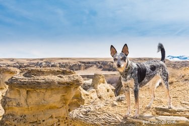 Understanding Plague in Dogs: Causes, Symptoms, and Prevention