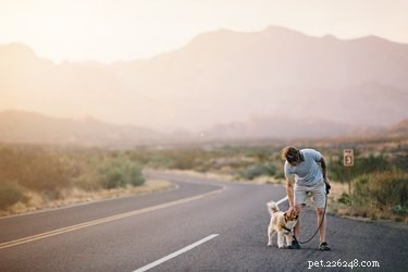 Understanding Plague in Dogs: Causes, Symptoms, and Prevention