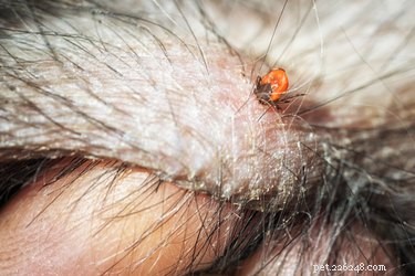 Understanding Plague in Dogs: Causes, Symptoms, and Prevention