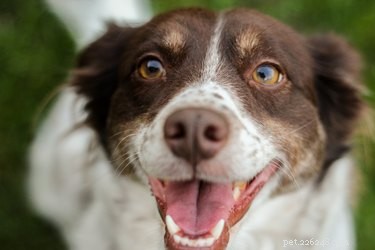 Can Dogs Truly Read Our Minds? Discover the Science Behind Their Intuition