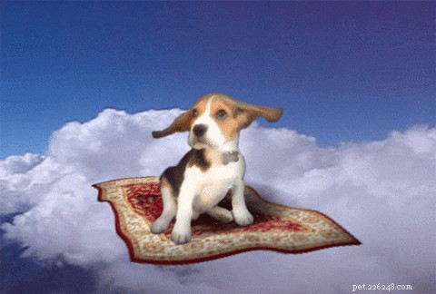 Can Dogs Truly Read Our Minds? Discover the Science Behind Their Intuition